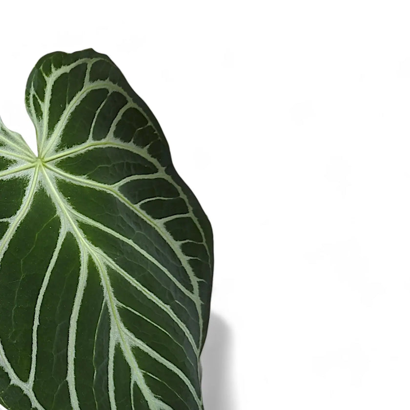 Anthurium crystallinum 'Crystal Hope' leaf close-up on white background.