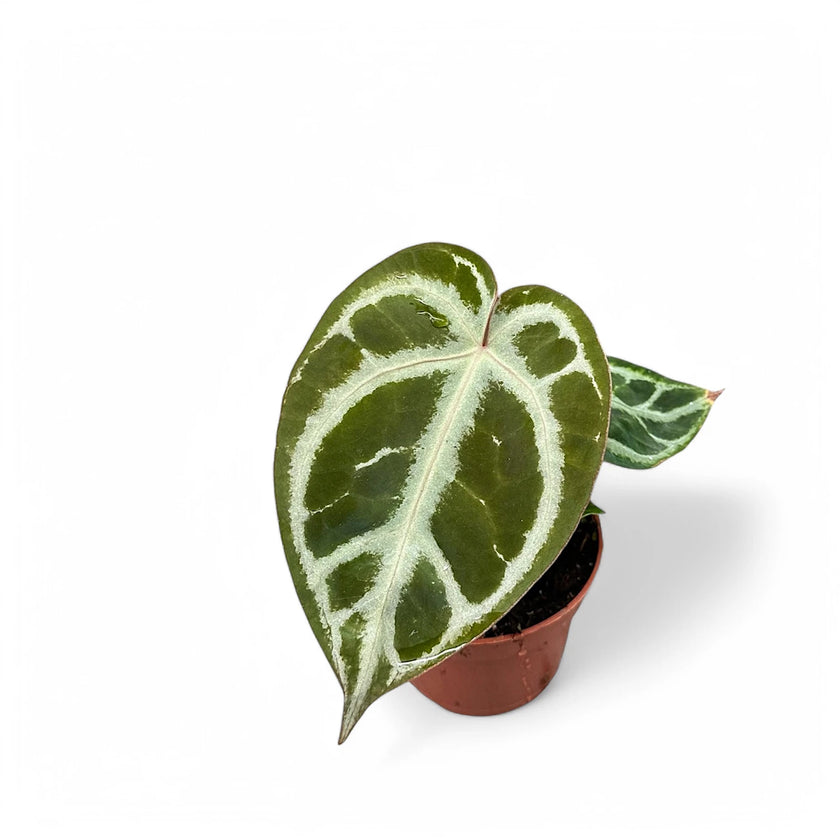 Anthurium crystallinum 'Silver' potted plant in nursery pot on white background.