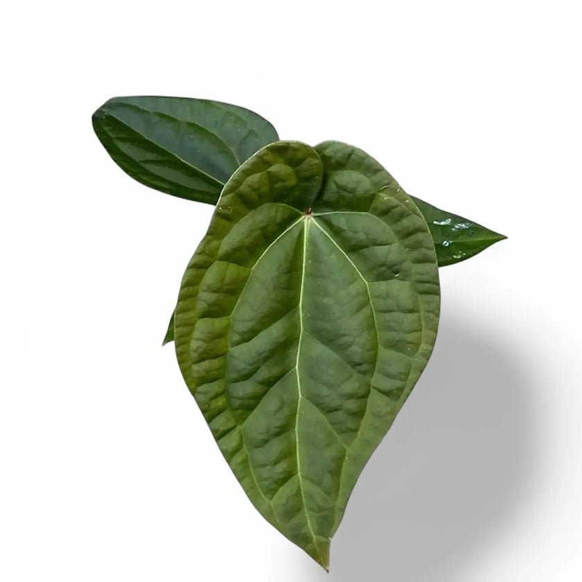 Anthurium crystallinum x luxurians potted plant in nursery pot on white background.