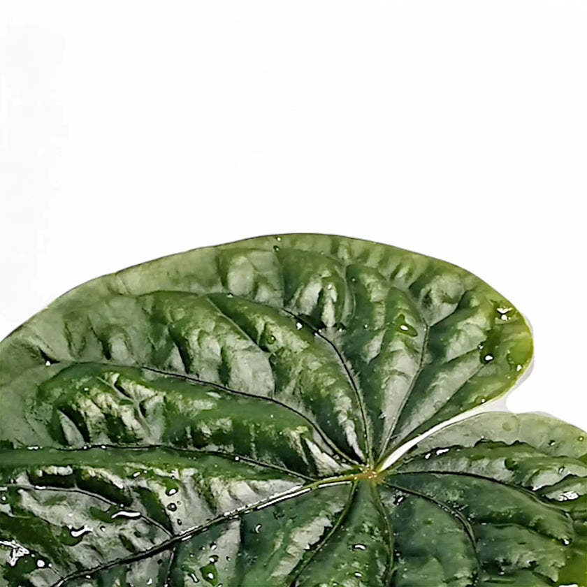 Anthurium debilis close-up of leaf on white background.