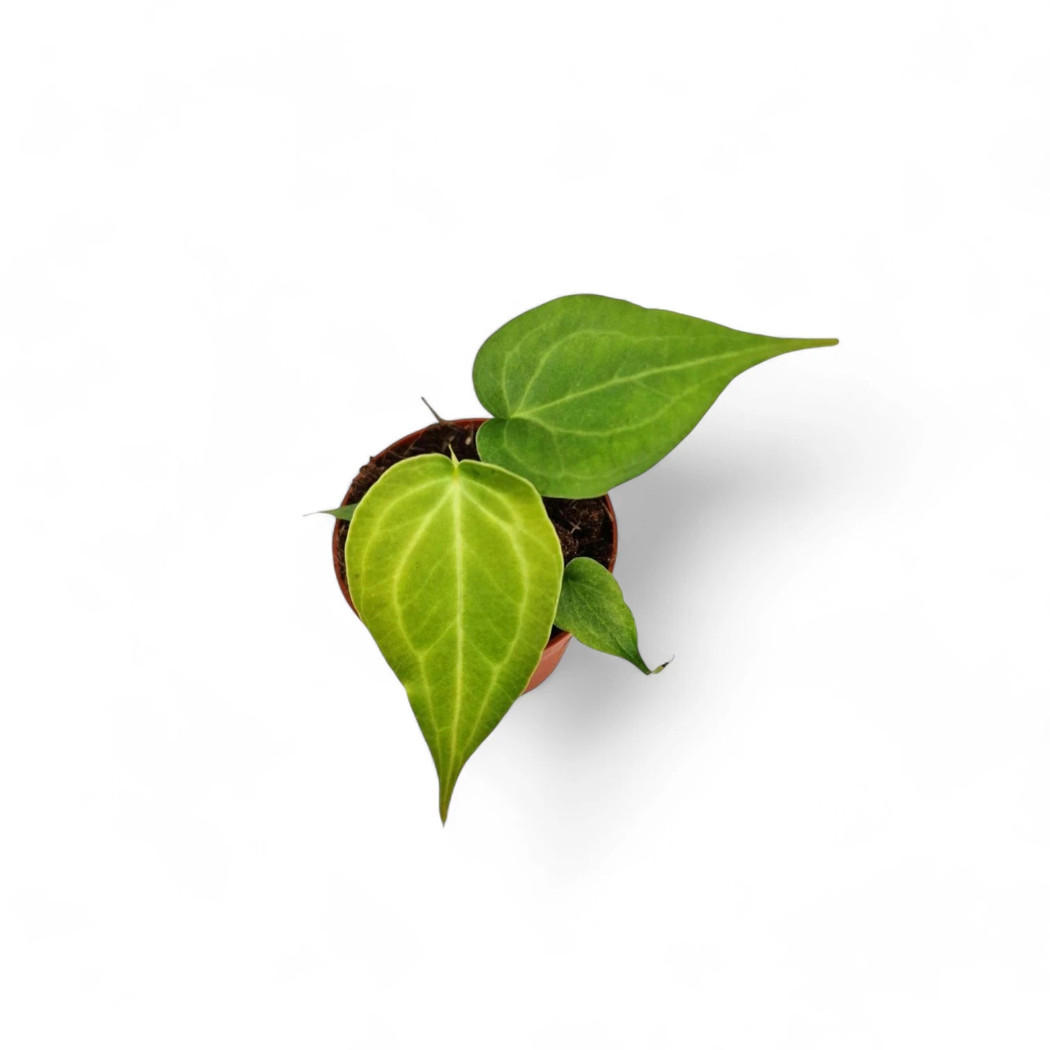 Anthurium 'Delta Force' potted plant in nursery pot on white background.