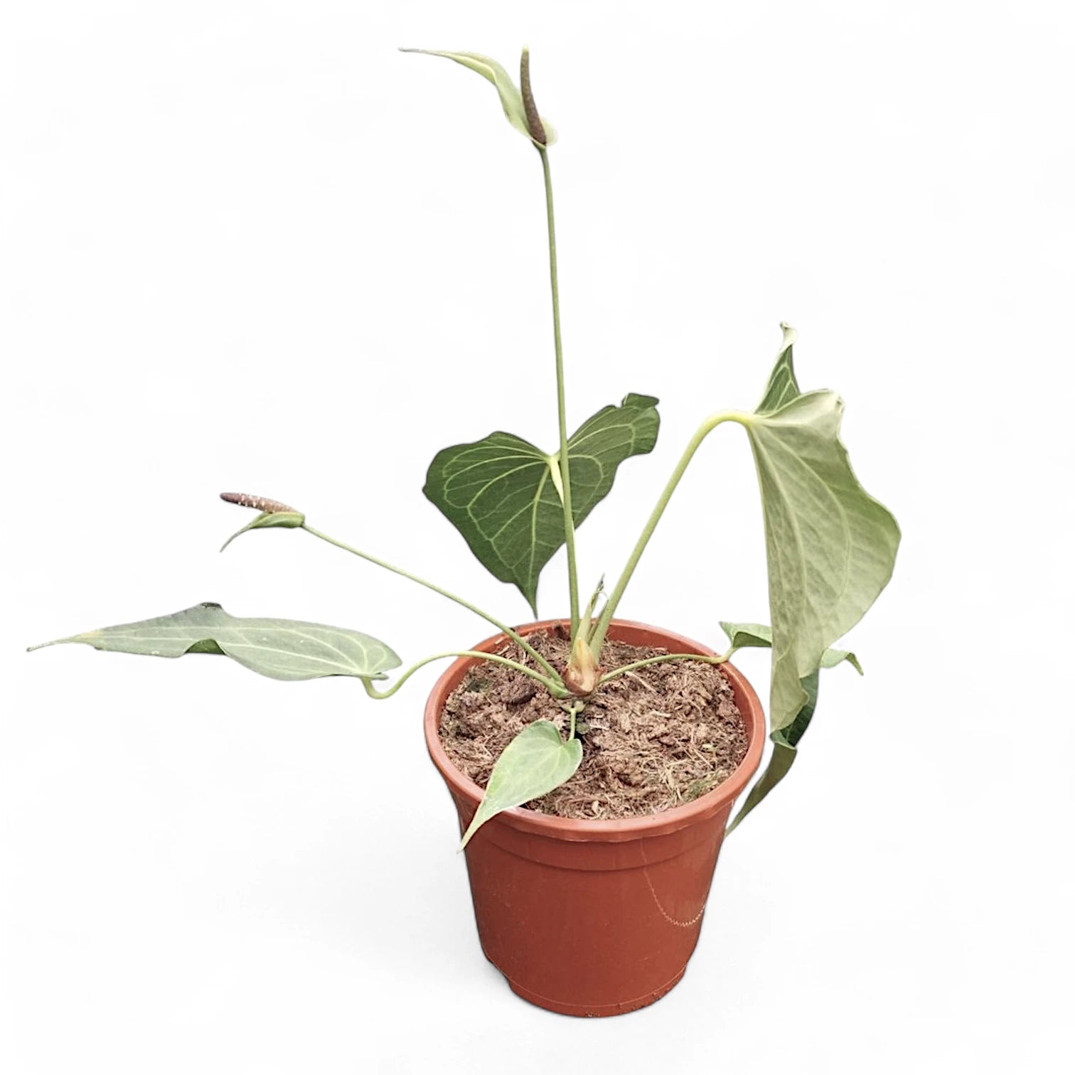 Anthurium 'Delta Force' potted plant in nursery pot on white background.