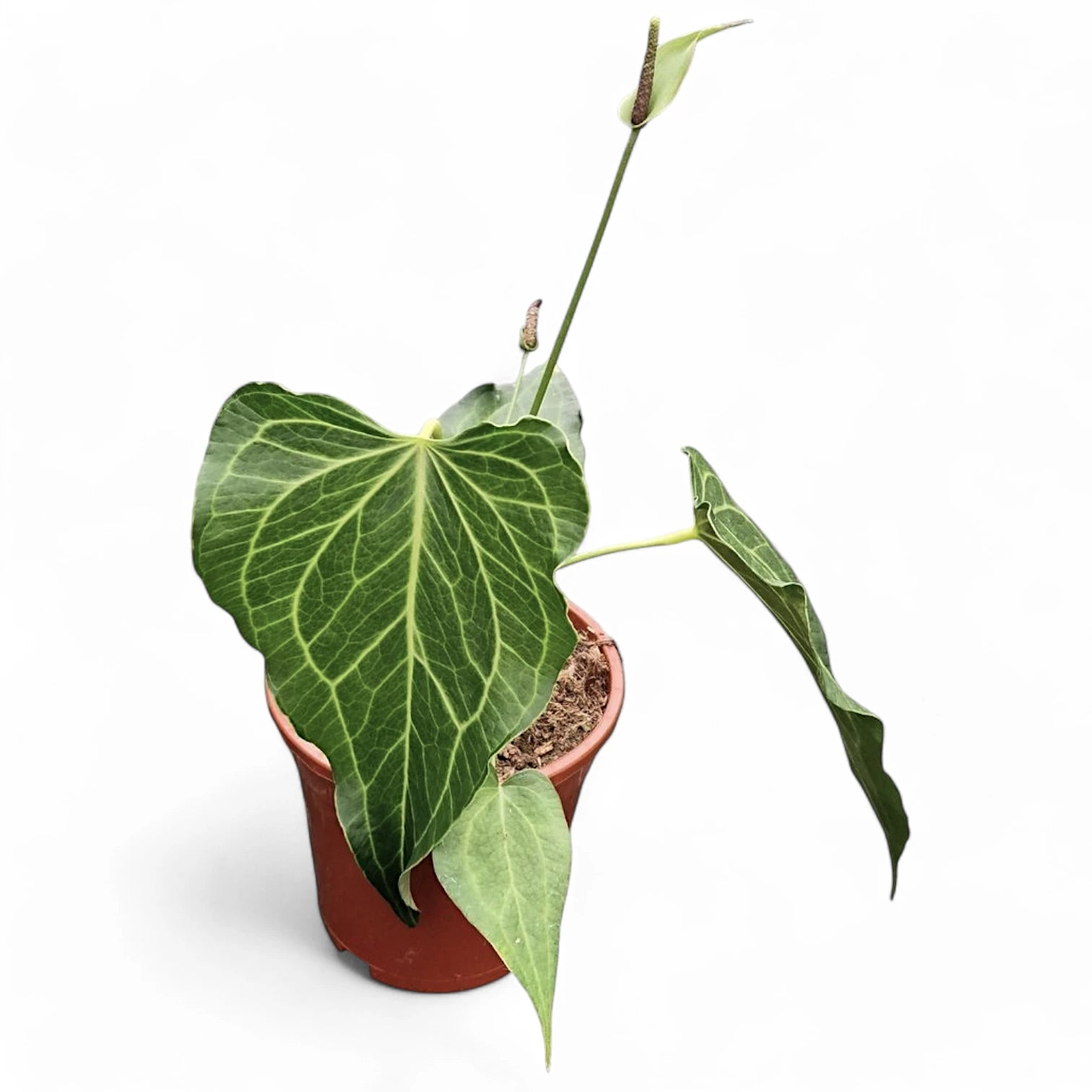 Anthurium 'Delta Force' potted plant in nursery pot on white background.