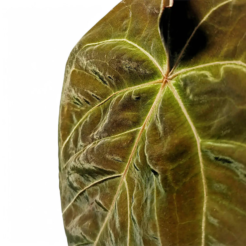 Anthurium dressleri x leaf detail on white background.