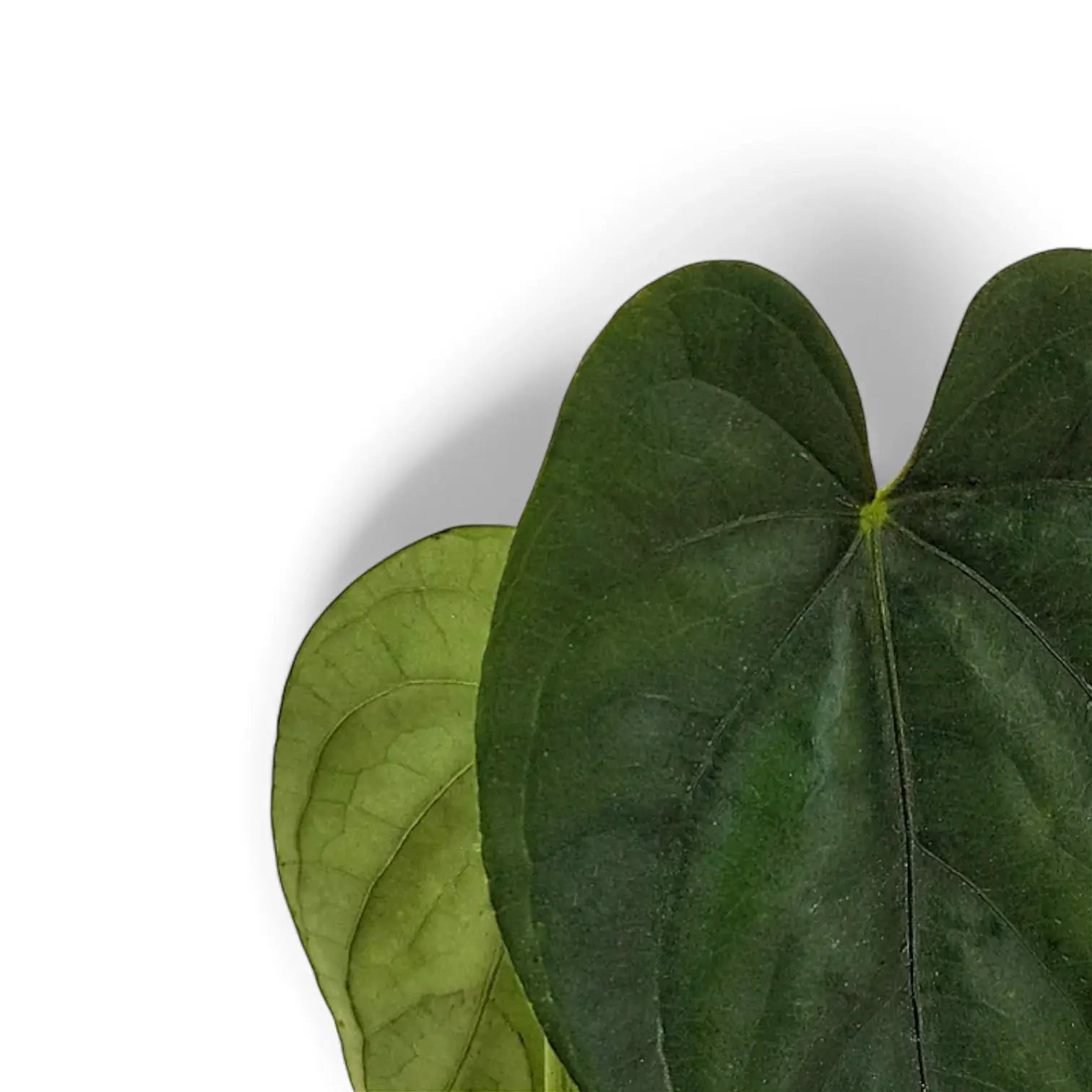 Anthurium esmeraldense – Blattdetail vor weißem Hintergrund..