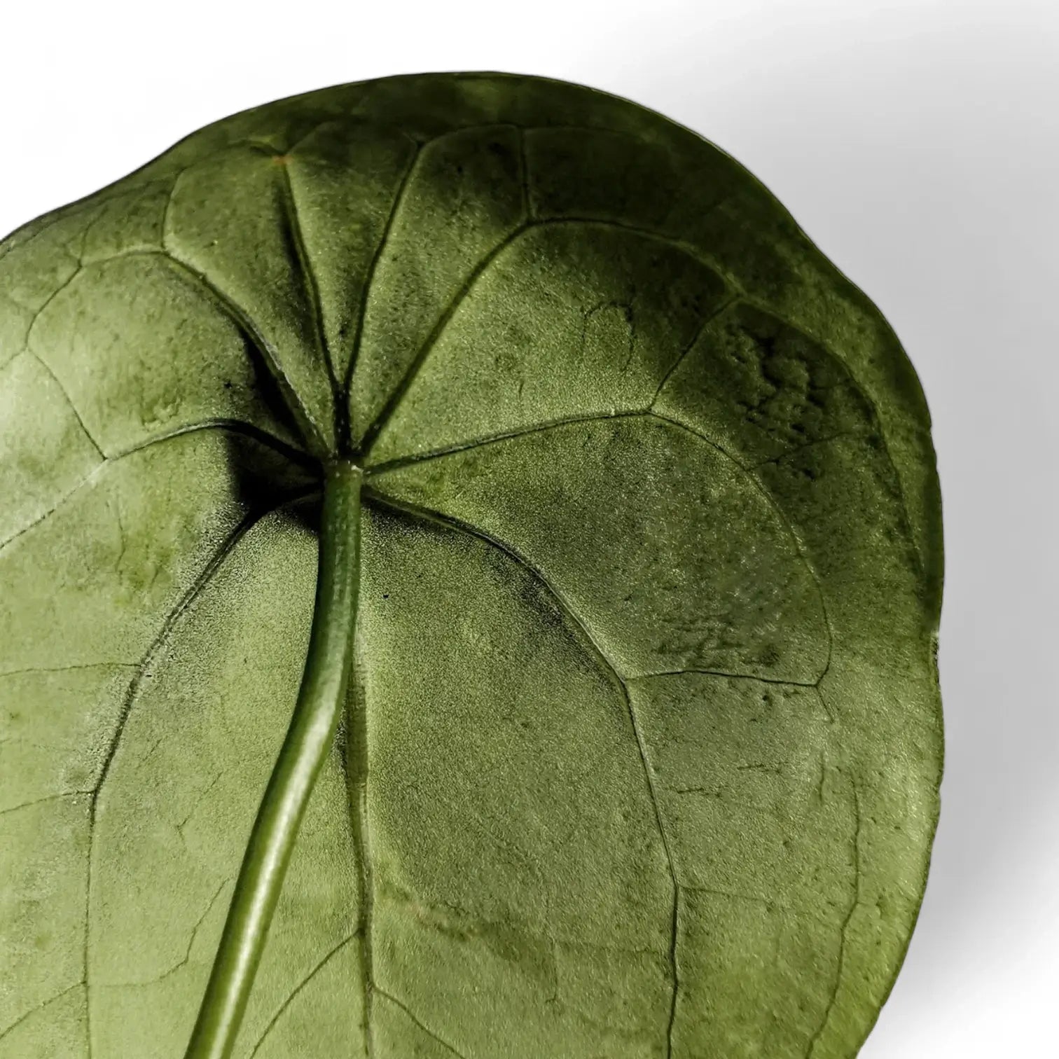 Anthurium forgetii leaf detail on white background.
