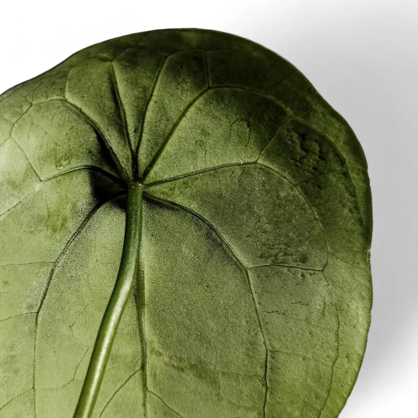 Anthurium forgetii leaf detail on white background.