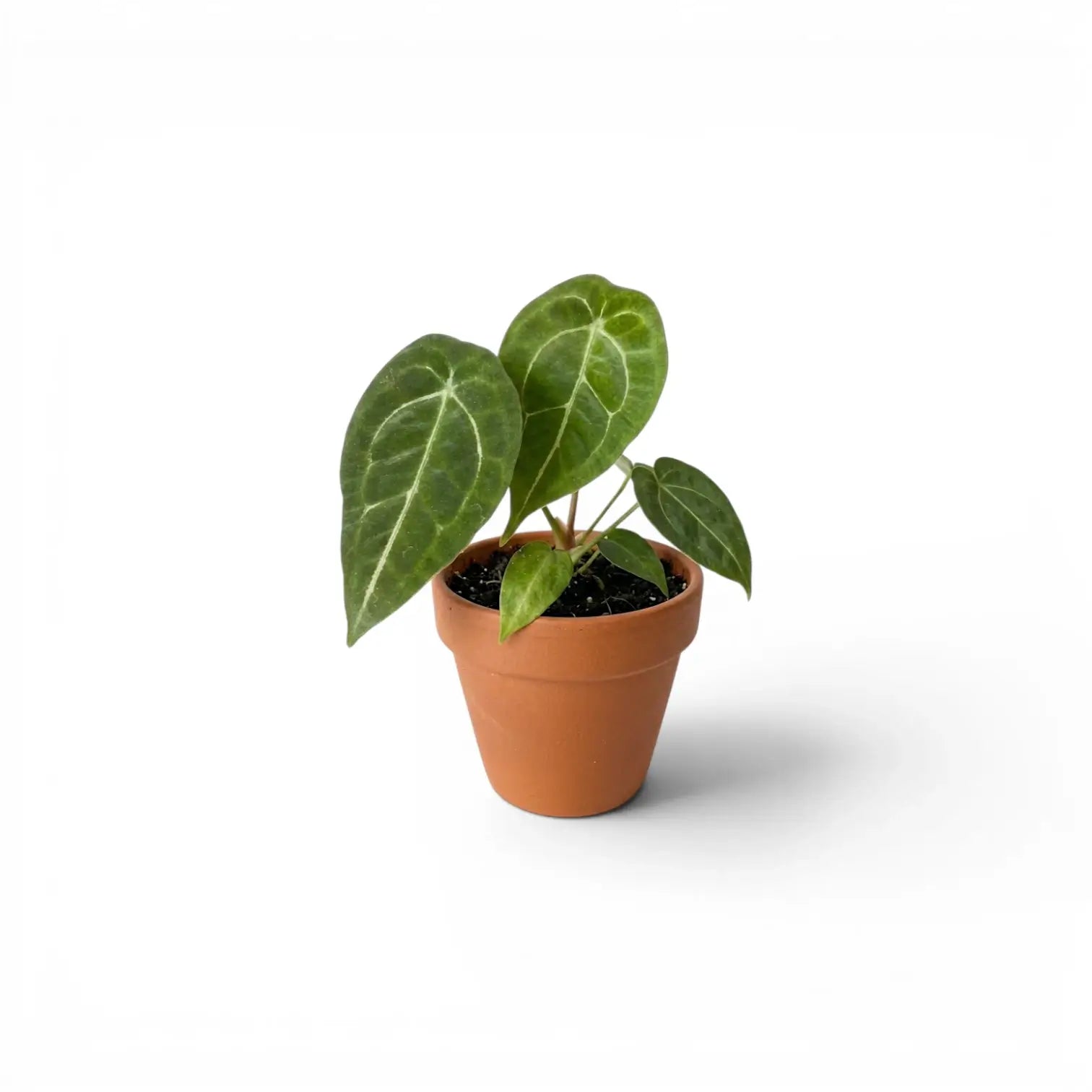 Anthurium forgetii baby plant with rounded green leaves in a nursery pot.