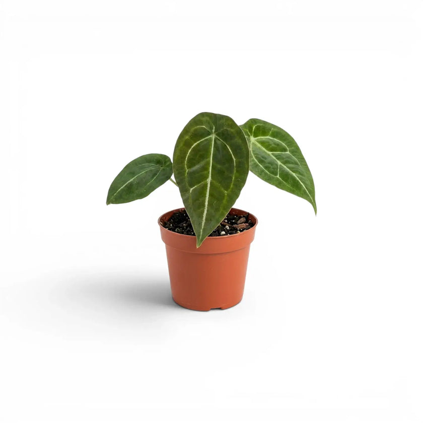 Anthurium forgetii baby plant with rounded green leaves in a nursery pot.