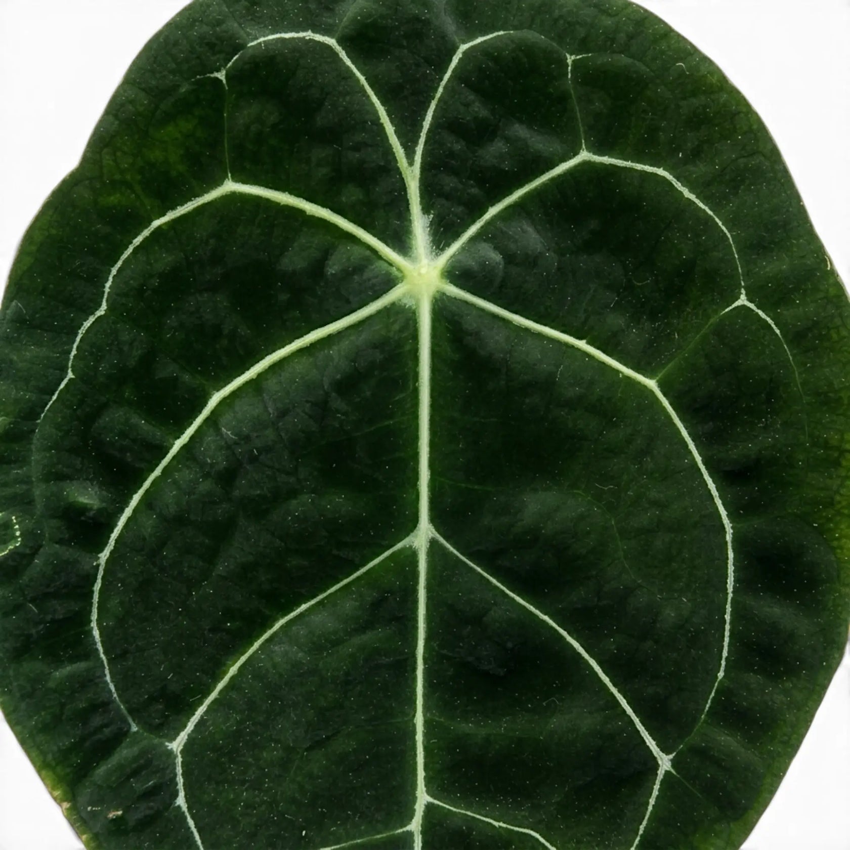 Anthurium forgetii foliage close-up with rounded green leaves and pale veins.