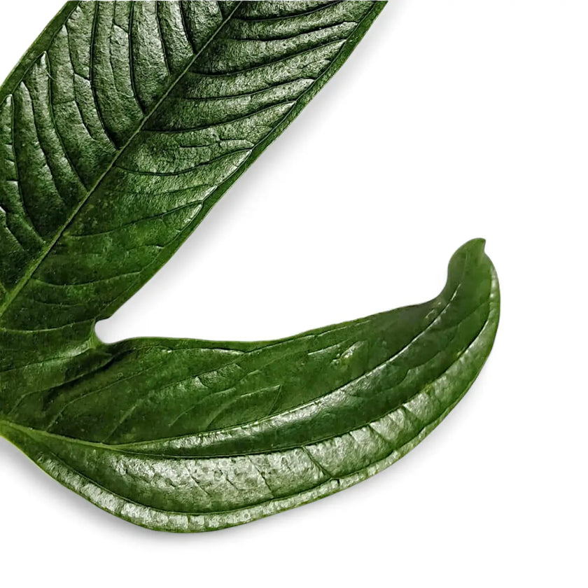 Anthurium furcatum – Blattdetail vor weißem Hintergrund..