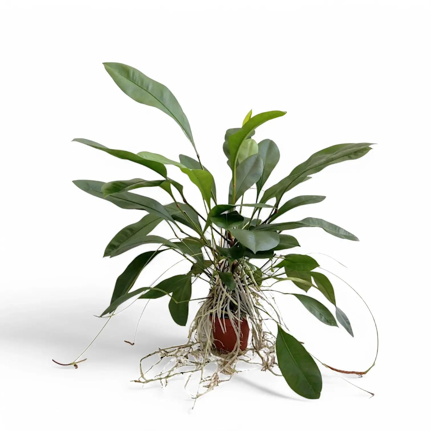 Anthurium gracile Zimmerpflanze im Anzuchttopf vor weißem Hintergrund, Produktfoto 2.