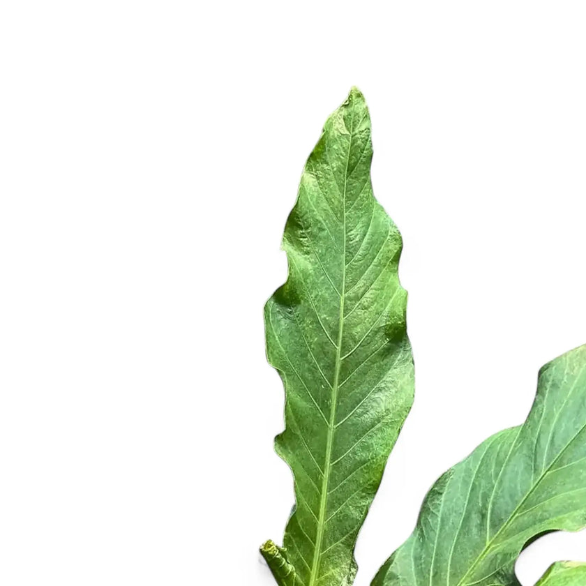 Anthurium hookeri – Blattdetail vor weißem Hintergrund..