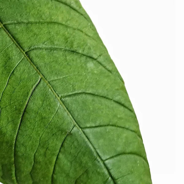 Anthurium lineolatum – Blattdetail vor weißem Hintergrund..