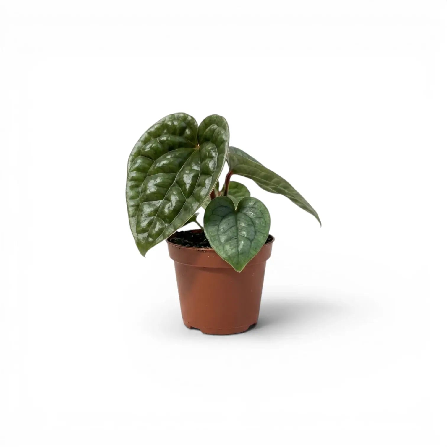 Jungpflanze von Anthurium luxurians im Kulturtopf vor weißem Hintergrund