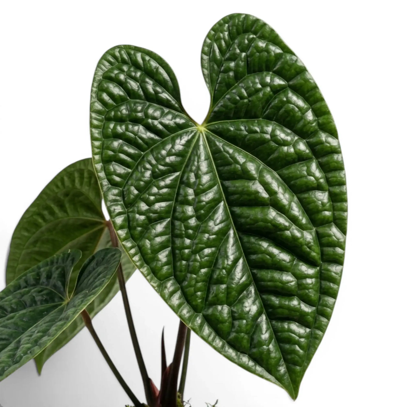 Nahaufnahme der Blätter von Anthurium luxurians vor weißem Hintergrund