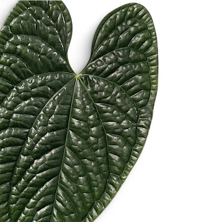 Foliage of Anthurium luxurians on white background, close-up.
