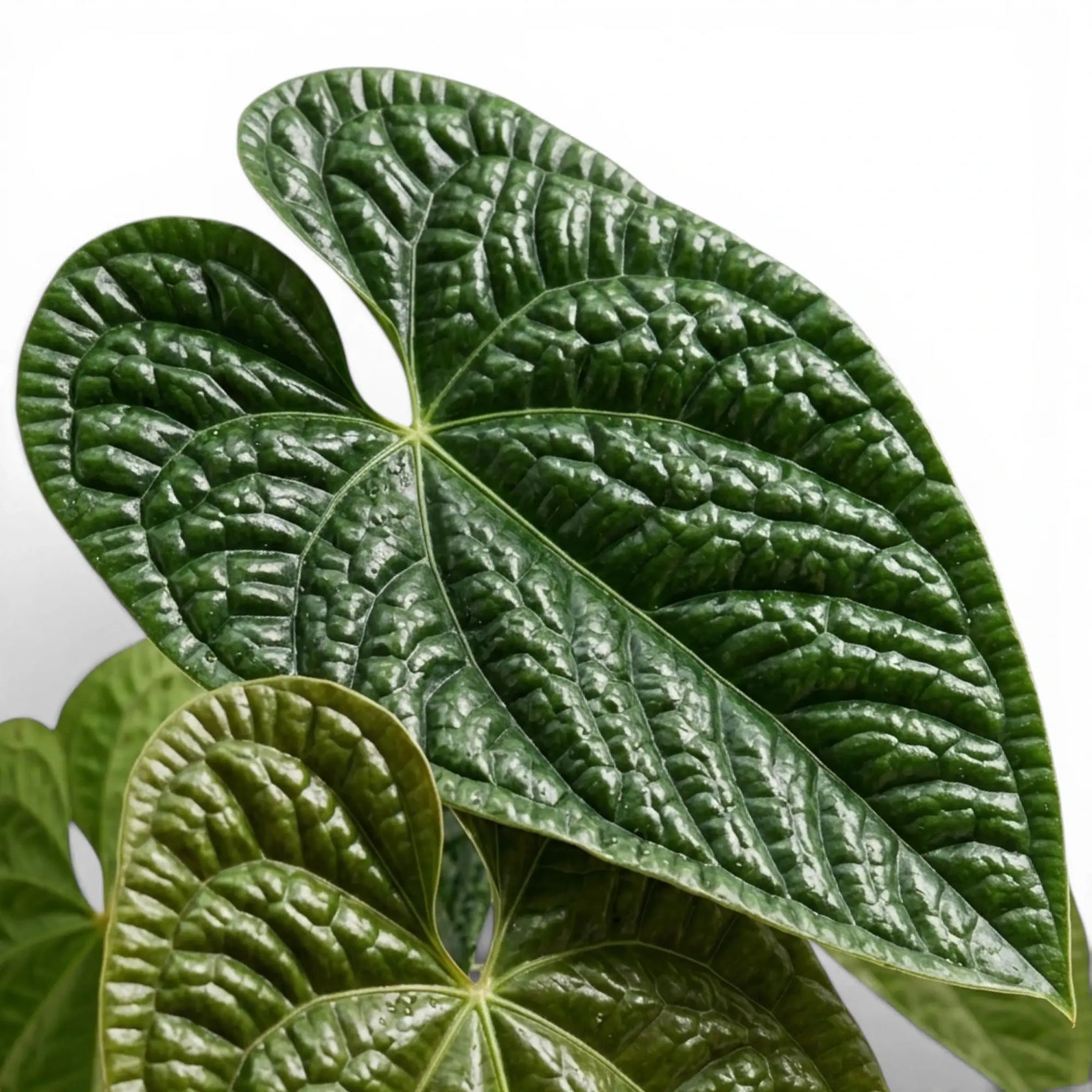 Nahaufnahme der Blätter von Anthurium luxurians vor weißem Hintergrund