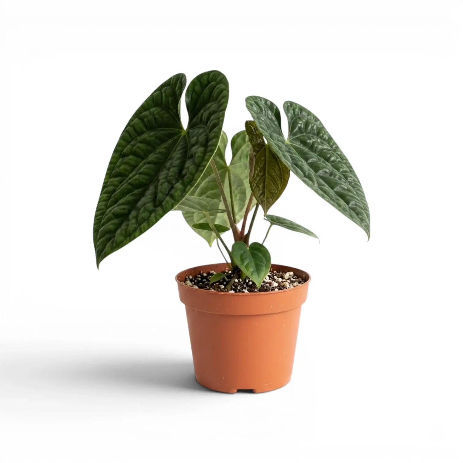 Anthurium luxurians im Kulturtopf vor weißem Hintergrund
