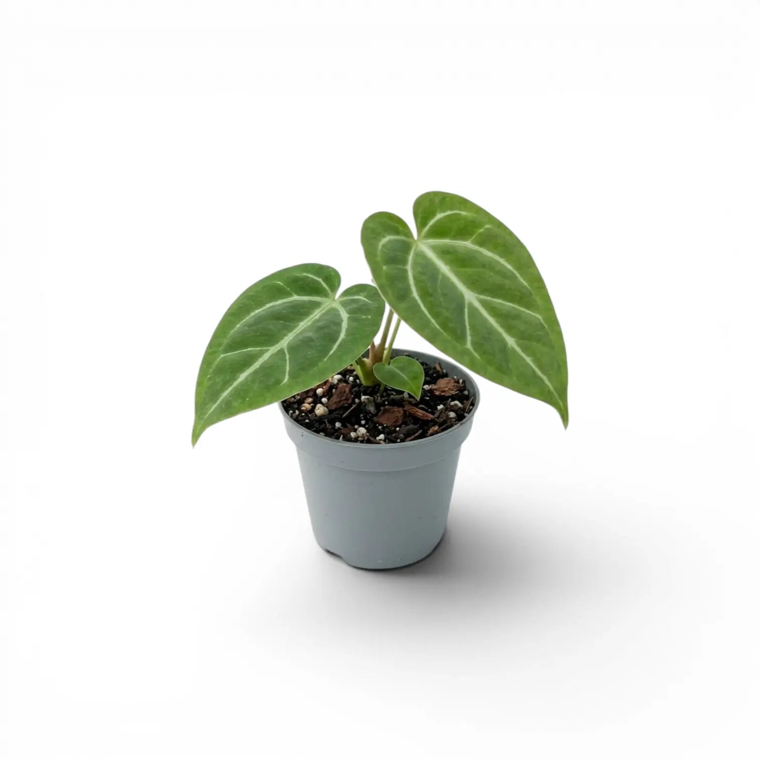 Anthurium magnificum baby plant in a nursery pot.