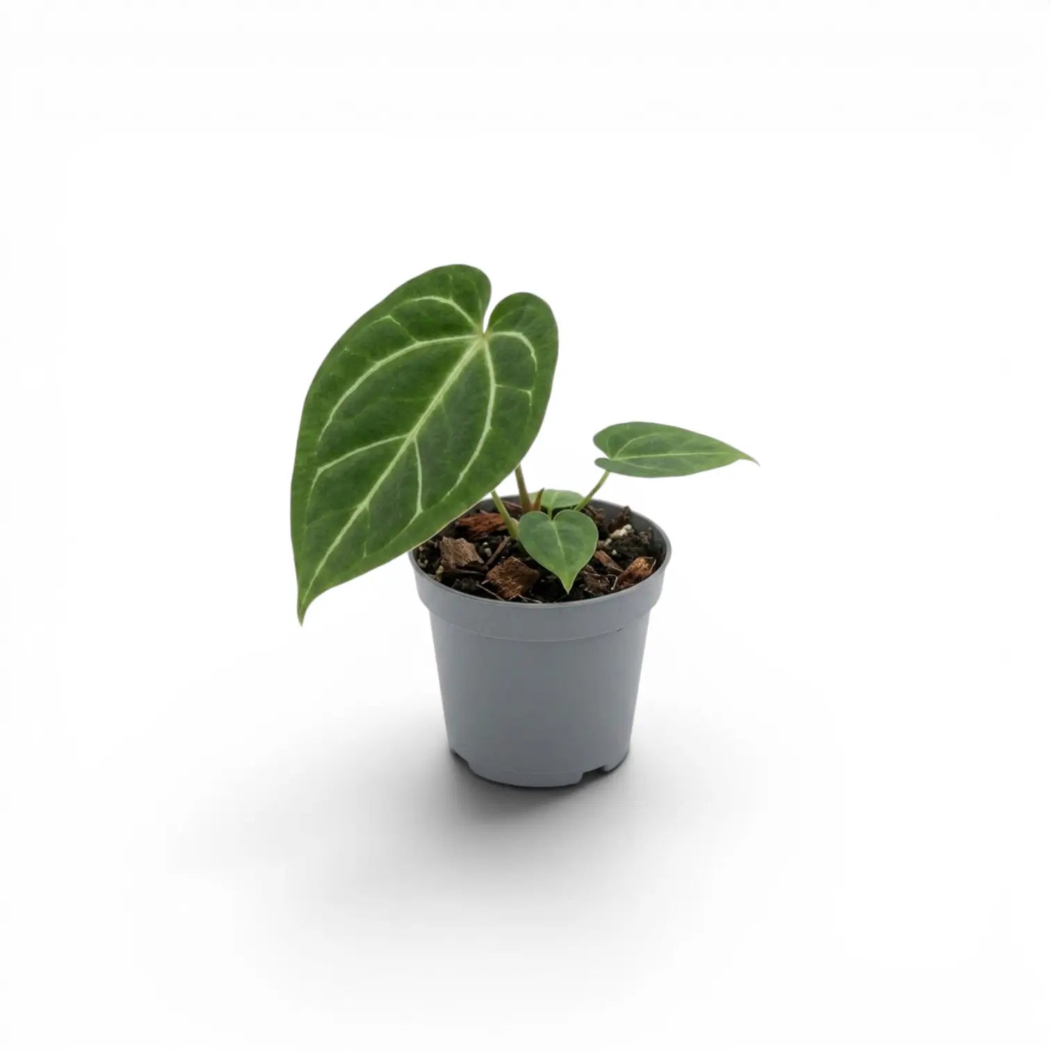 Anthurium magnificum baby plant in a nursery pot.
