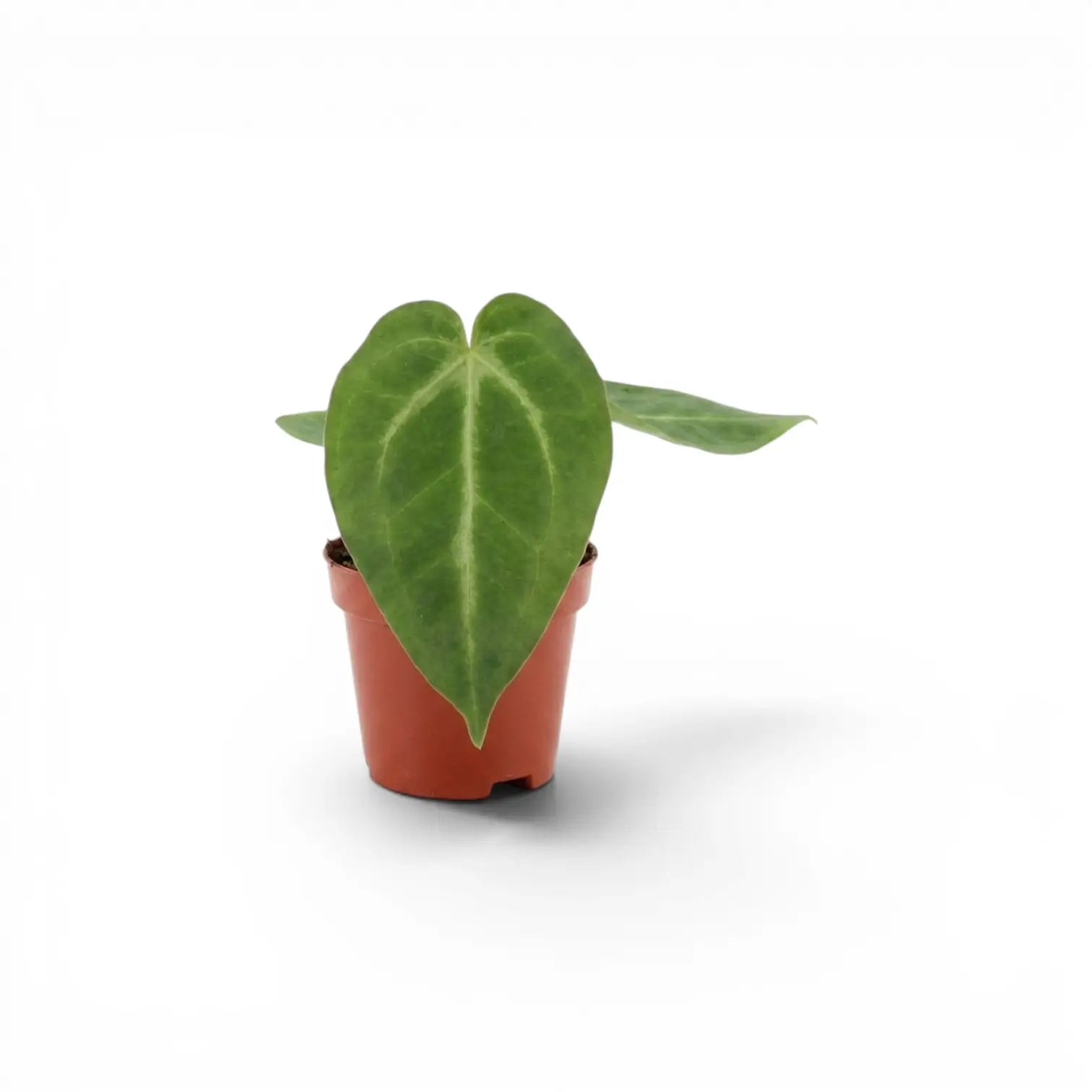 Anthurium magnificum baby plant in a nursery pot.