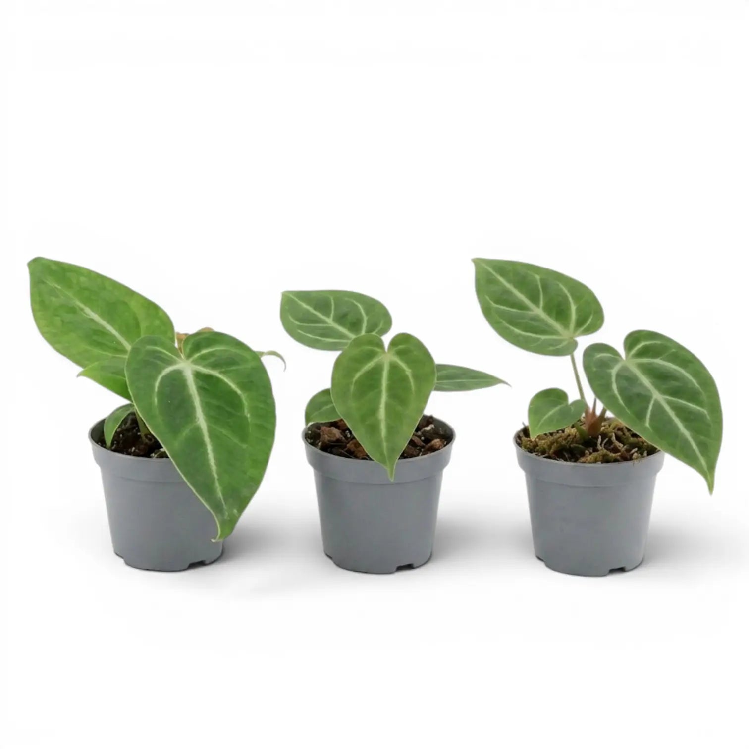 Anthurium magnificum baby plant in a nursery pot.