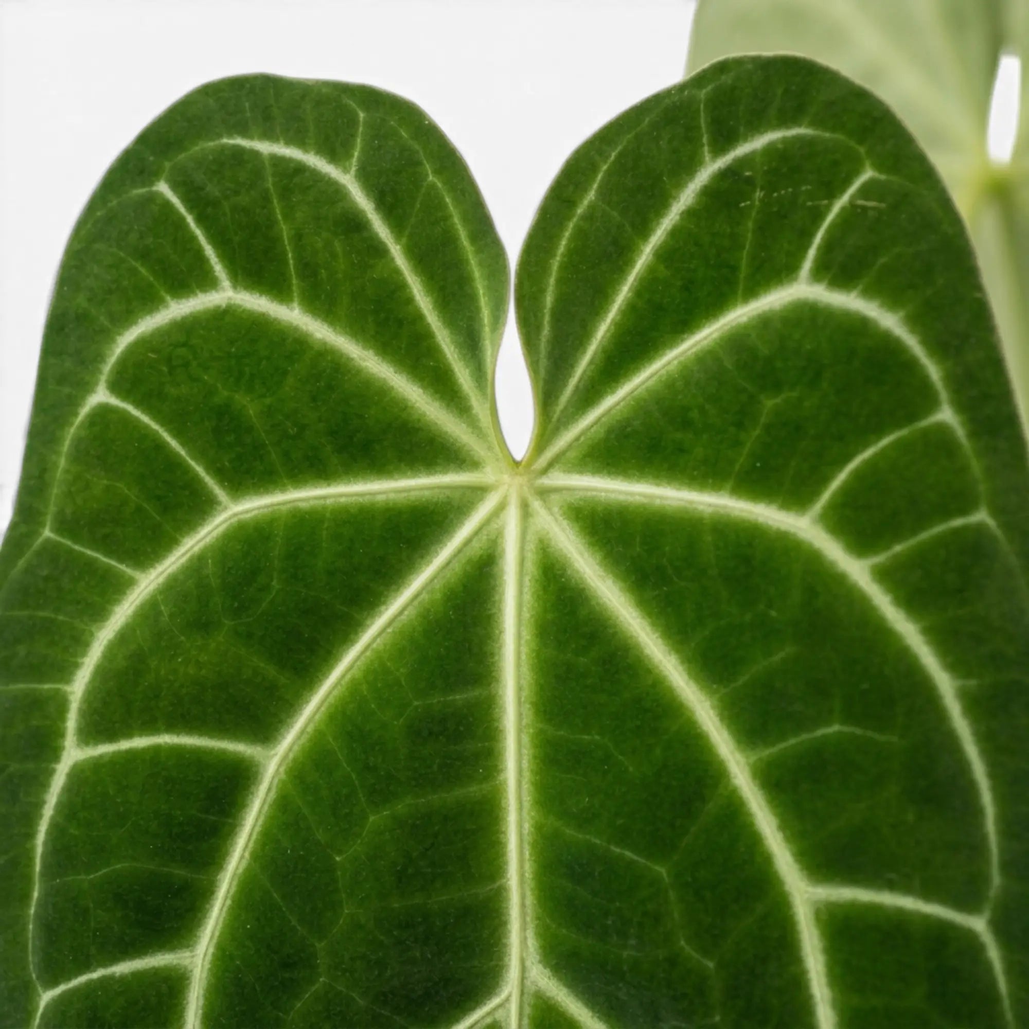 Blätter von Anthurium magnificum in Nahaufnahme.