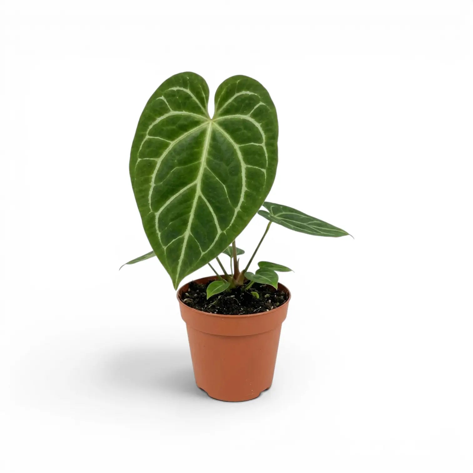 Anthurium magnificum plant in a nursery pot.
