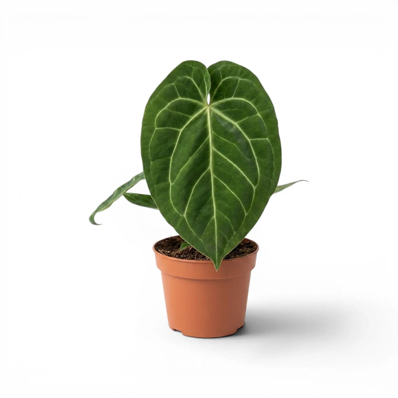 Anthurium magnificum plant in a nursery pot.