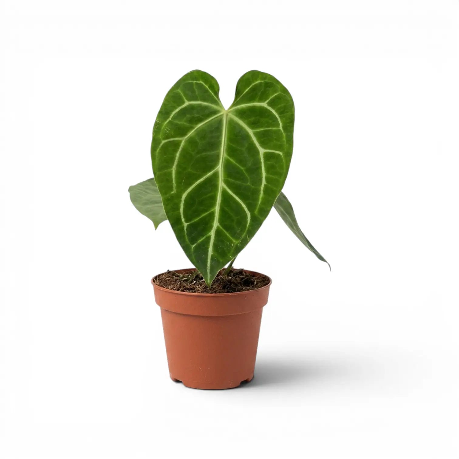 Anthurium magnificum plant in a nursery pot.