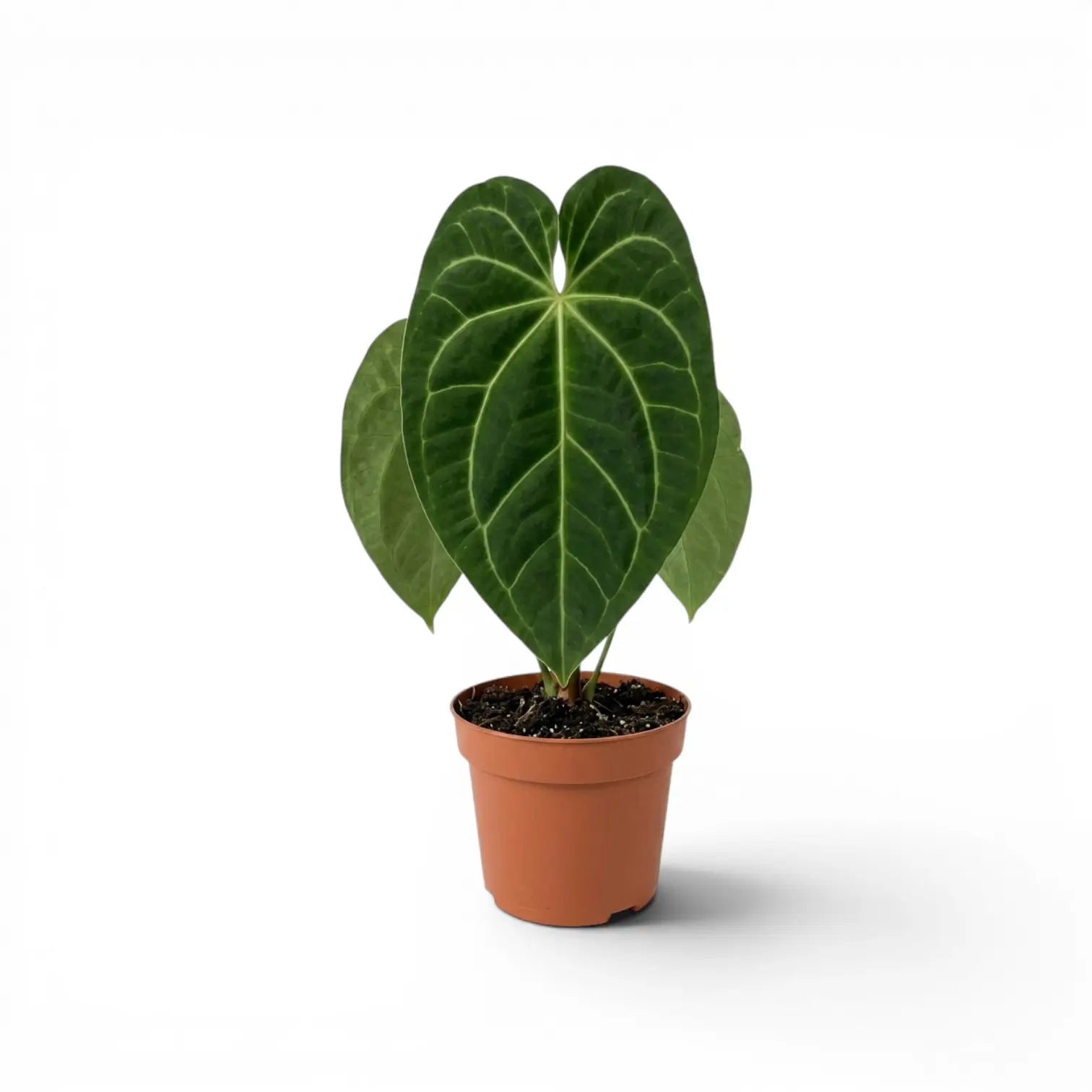 Anthurium magnificum plant in a nursery pot.