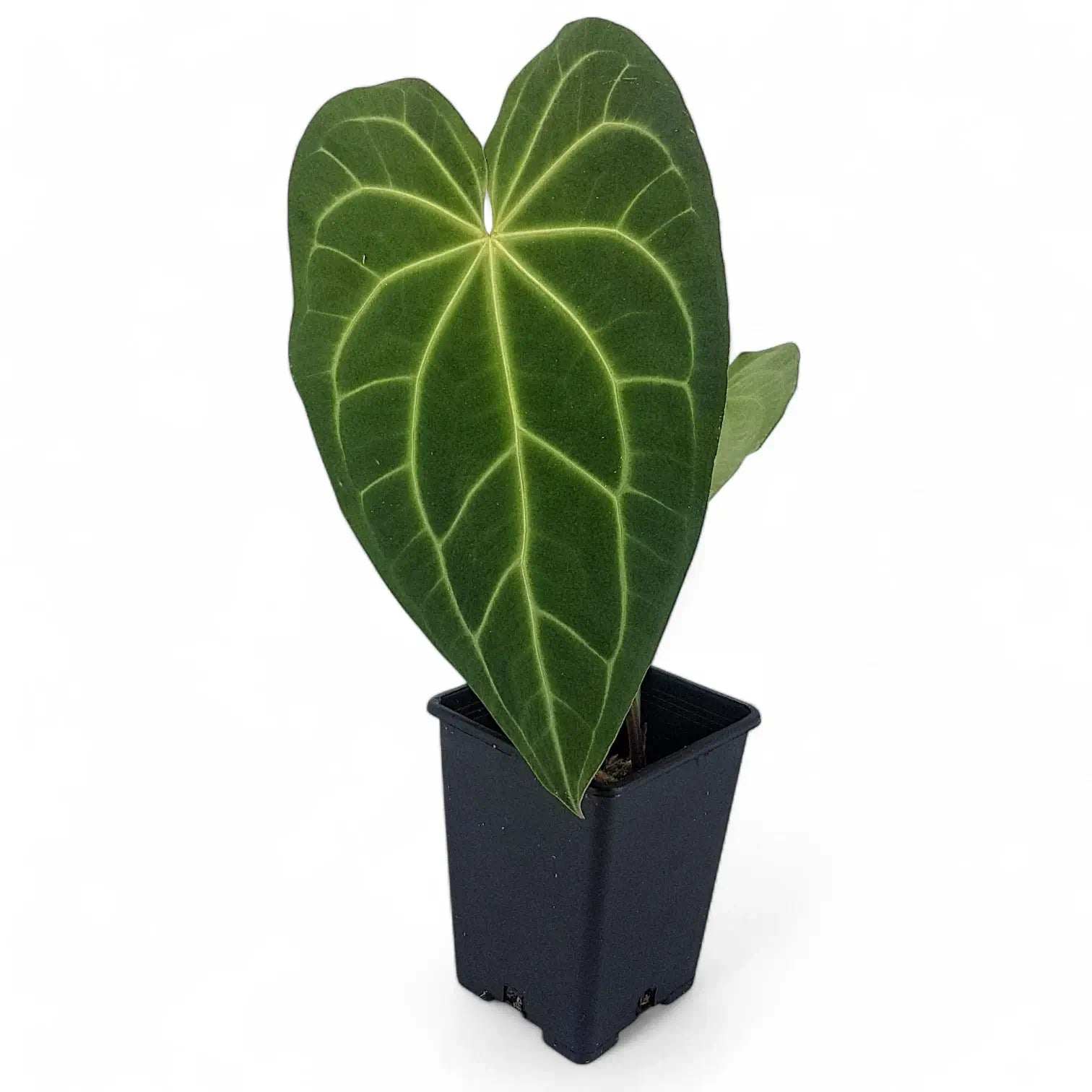 Anthurium magnificum potted plant in nursery pot on white background.