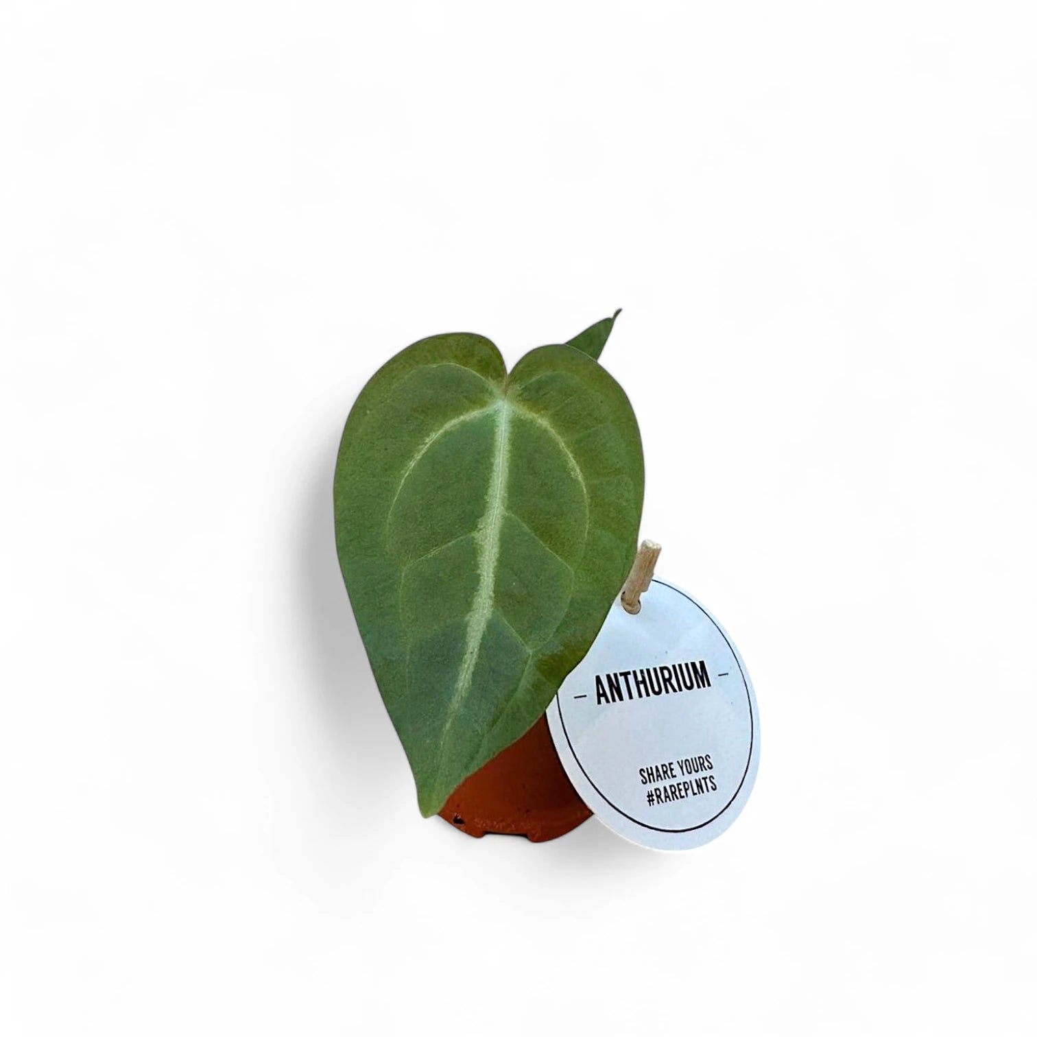 Anthurium magnificum potted plant in nursery pot on white background.