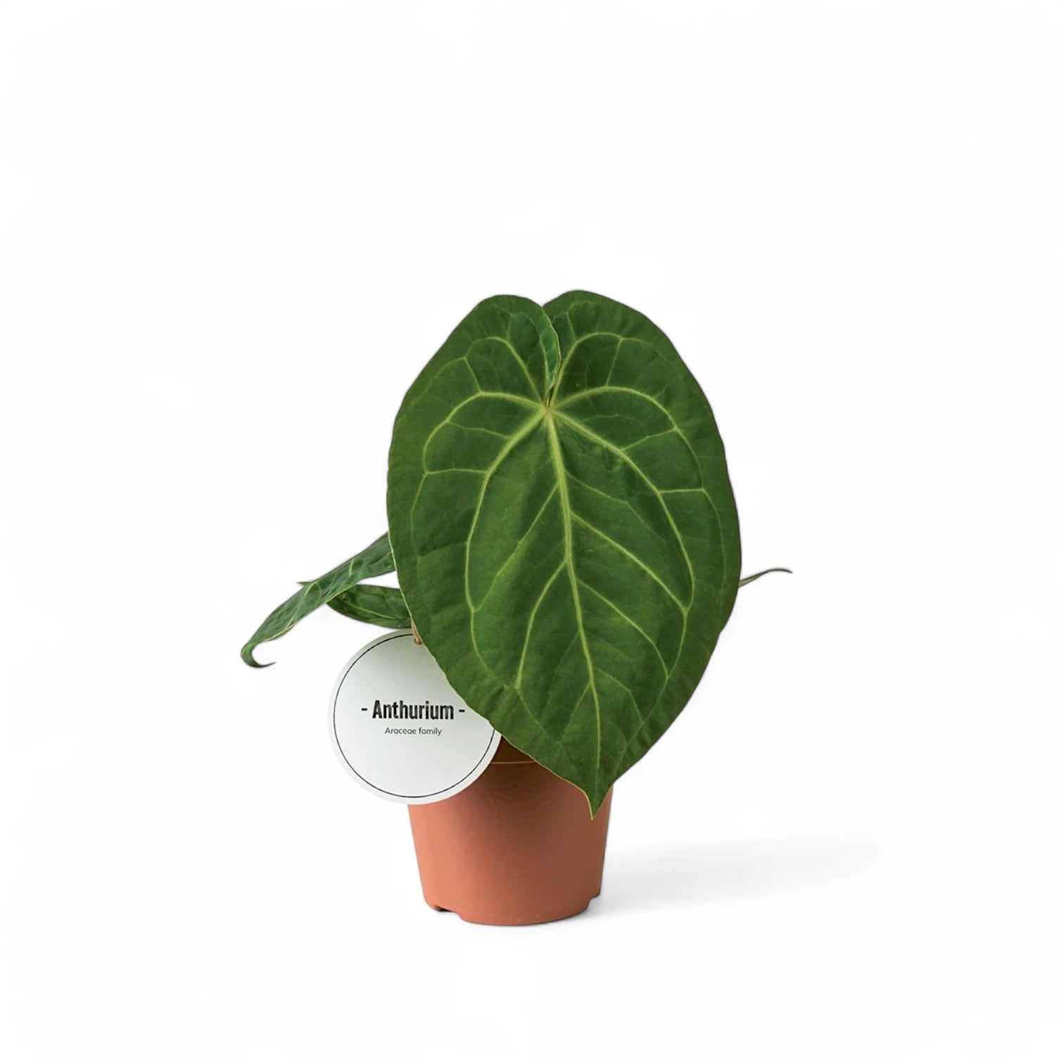 Anthurium magnificum potted plant in nursery pot on white background.