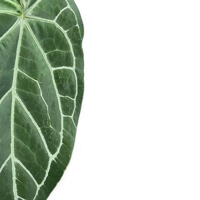 Anthurium magnificum x crystallinum – Blattdetail vor weißem Hintergrund..