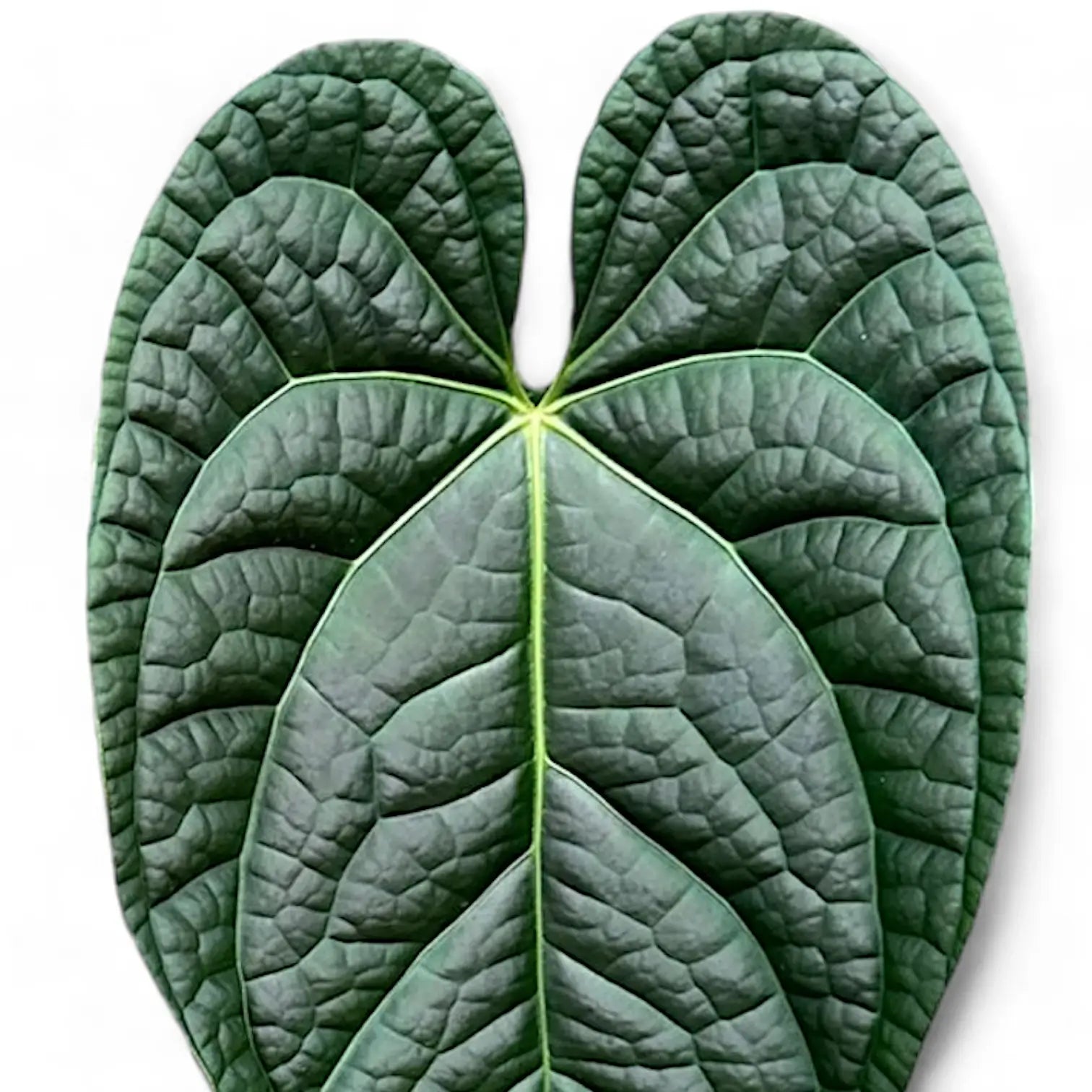 Anthurium magnificum x luxurians | Foliage Factory