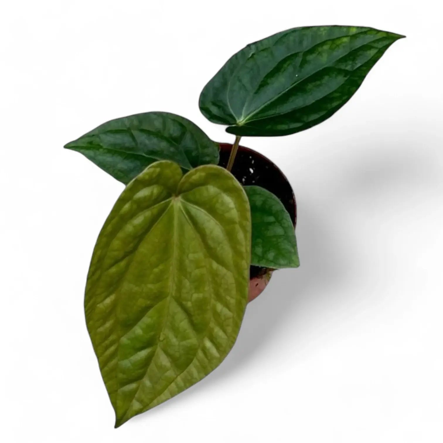 Anthurium magnificum x luxurians – Topfpflanze im Kulturtopf vor weißem Hintergrund, Produktfoto 3.