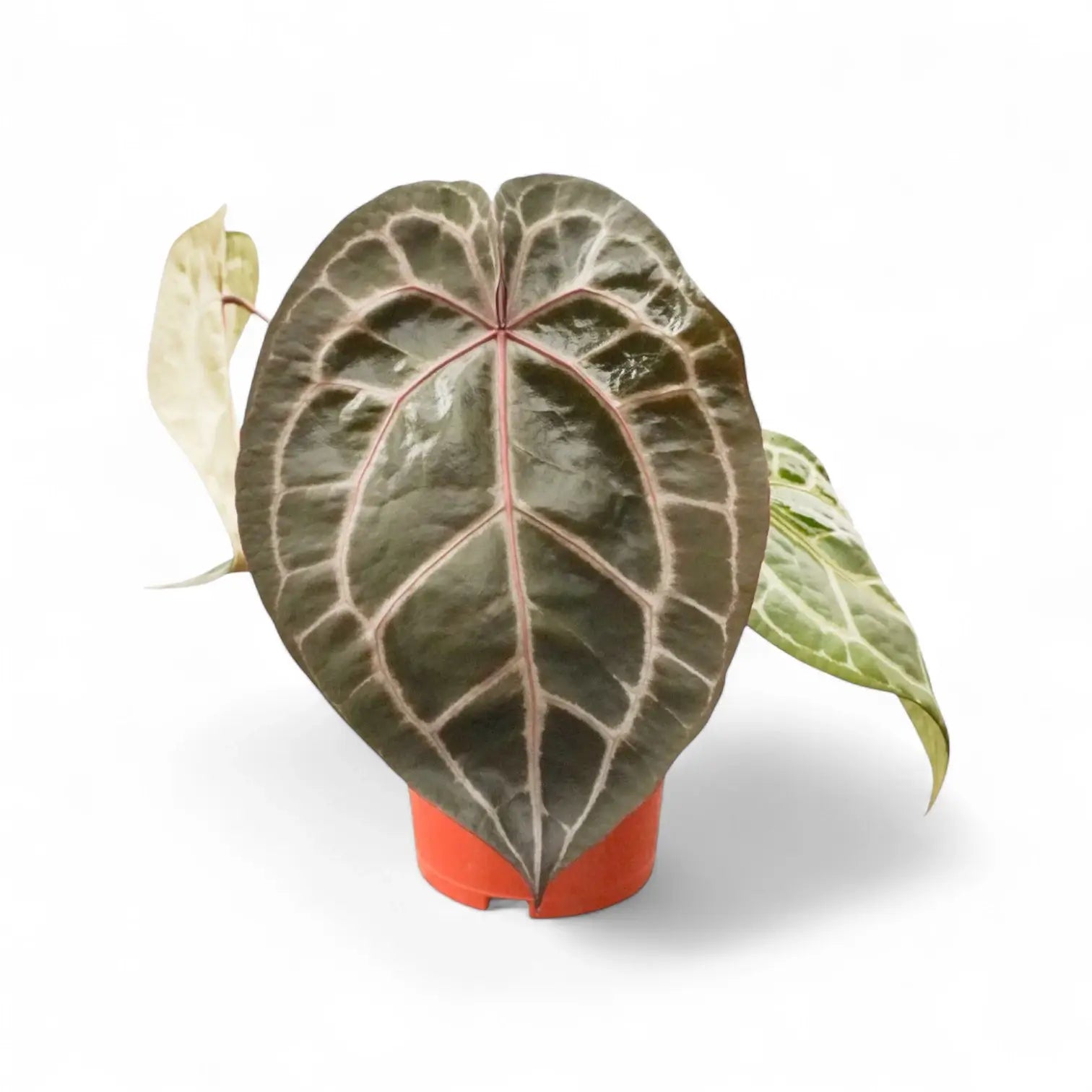 Anthurium' Michelle' ® (DocBlock) potted plant in nursery pot on white background.