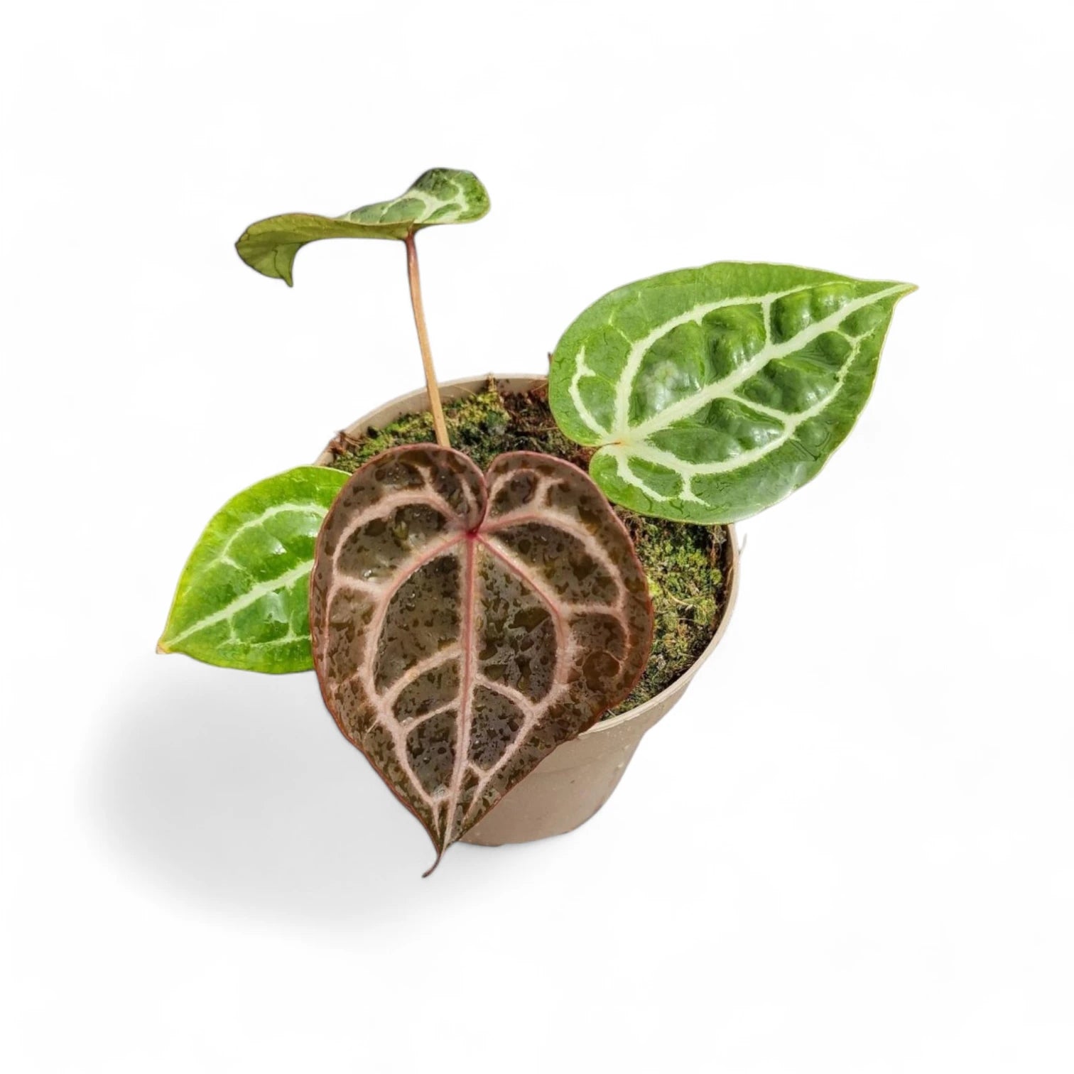 Anthurium' Michelle' ® (DocBlock) potted plant in nursery pot on white background.