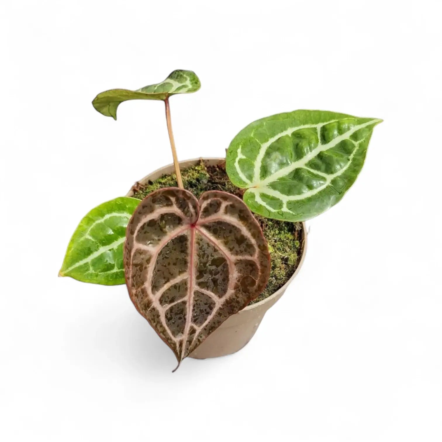 Anthurium' Michelle' ® (DocBlock) potted plant in nursery pot on white background.