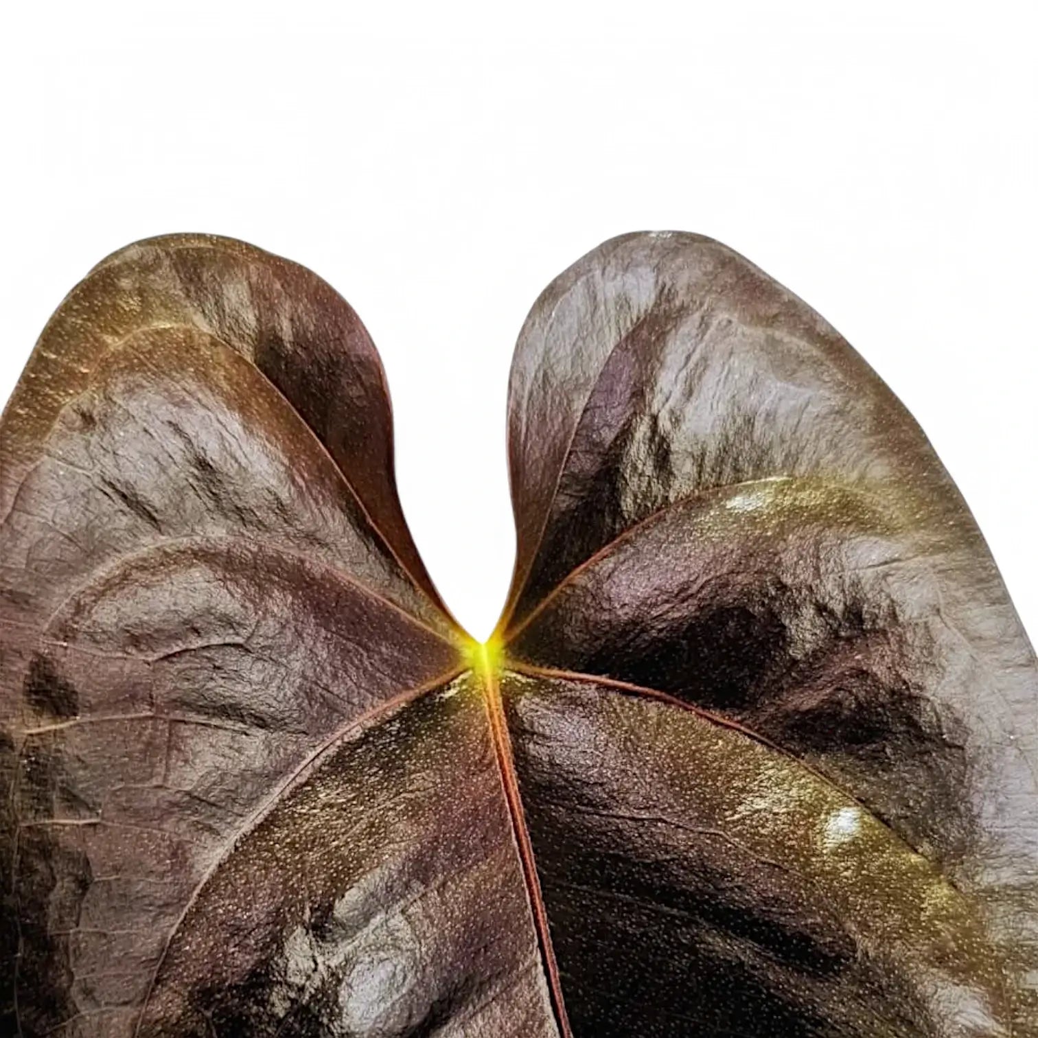 Anthurium moodeanum – Blattdetail vor weißem Hintergrund..