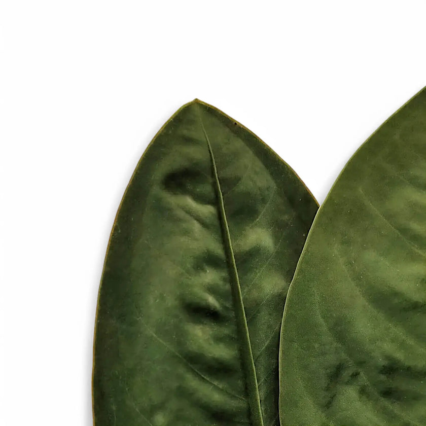 Anthurium 'Neo-superbum' – Blattdetail vor weißem Hintergrund..