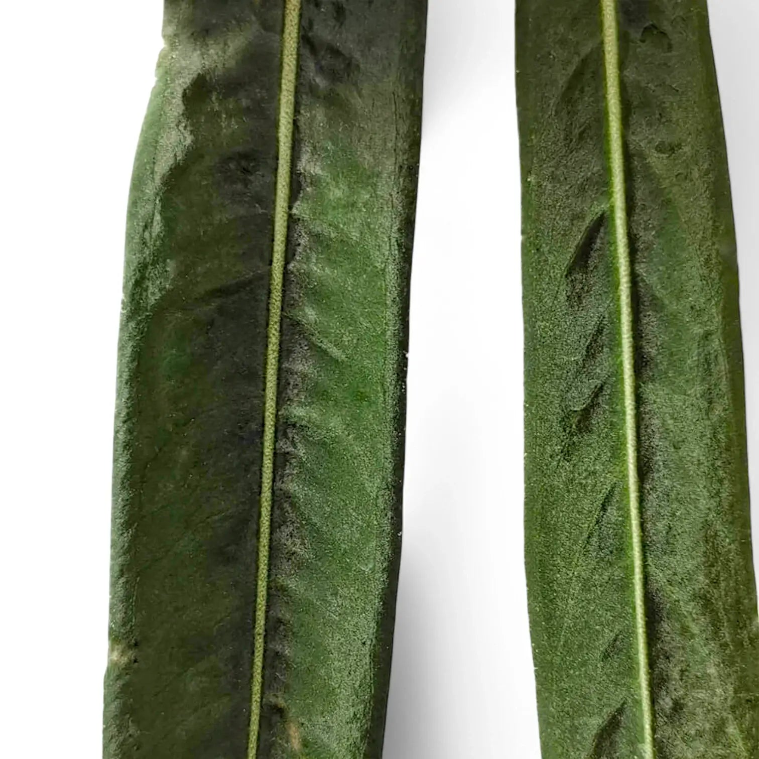 Anthurium pallidiflorum Zimmerpflanze im Anzuchttopf vor weißem Hintergrund, Produktfoto 6.