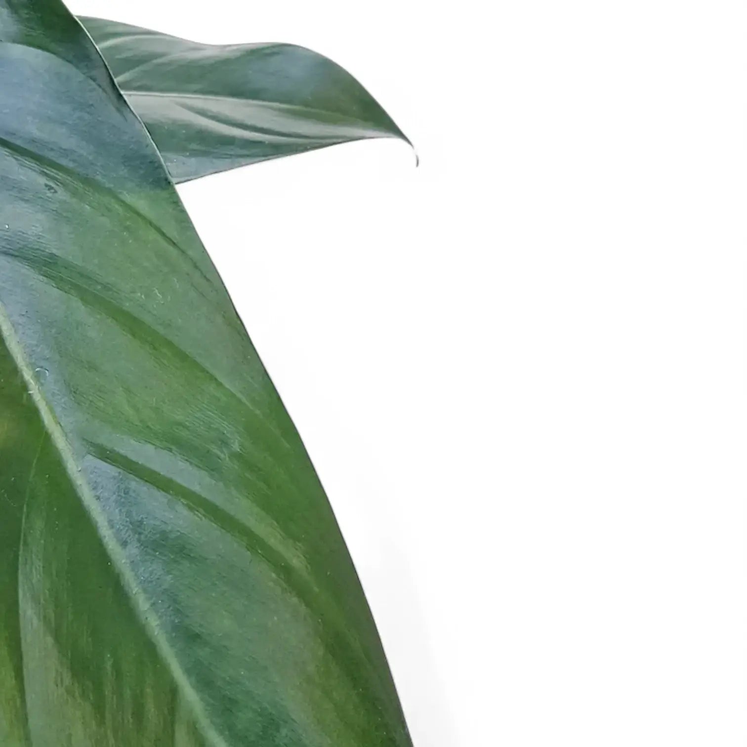 Anthurium pundurilaminum – Blattdetail vor weißem Hintergrund..