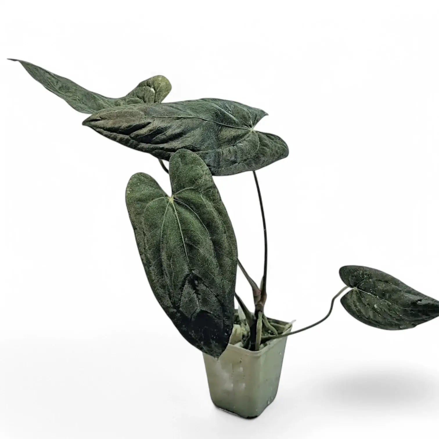 Anthurium papillilaminum potted plant in nursery pot on white background.