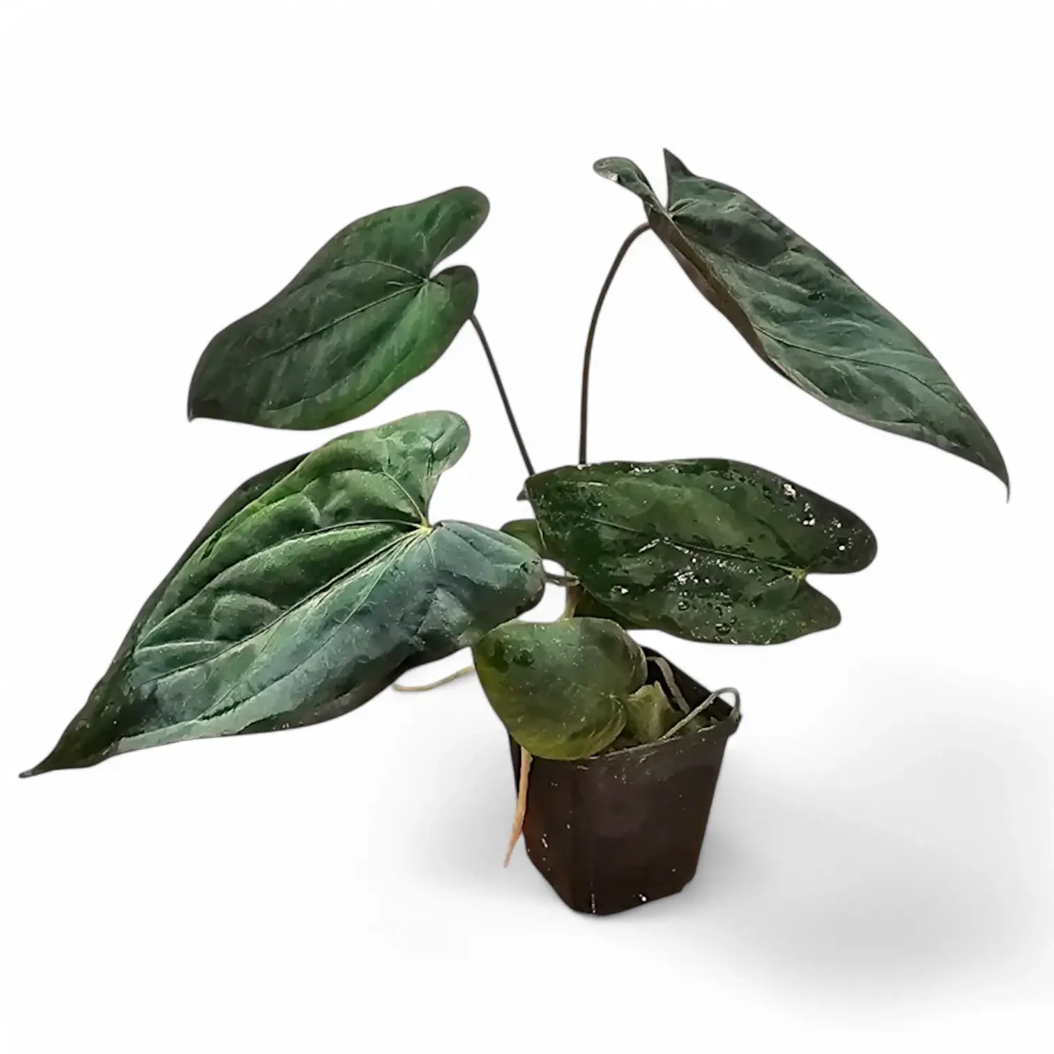Anthurium papillilaminum potted plant in nursery pot on white background.
