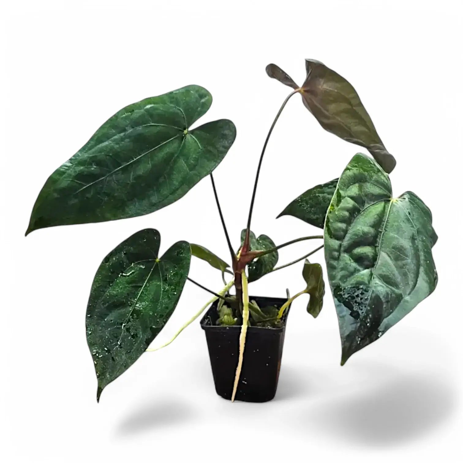 Anthurium papillilaminum potted plant in nursery pot on white background.