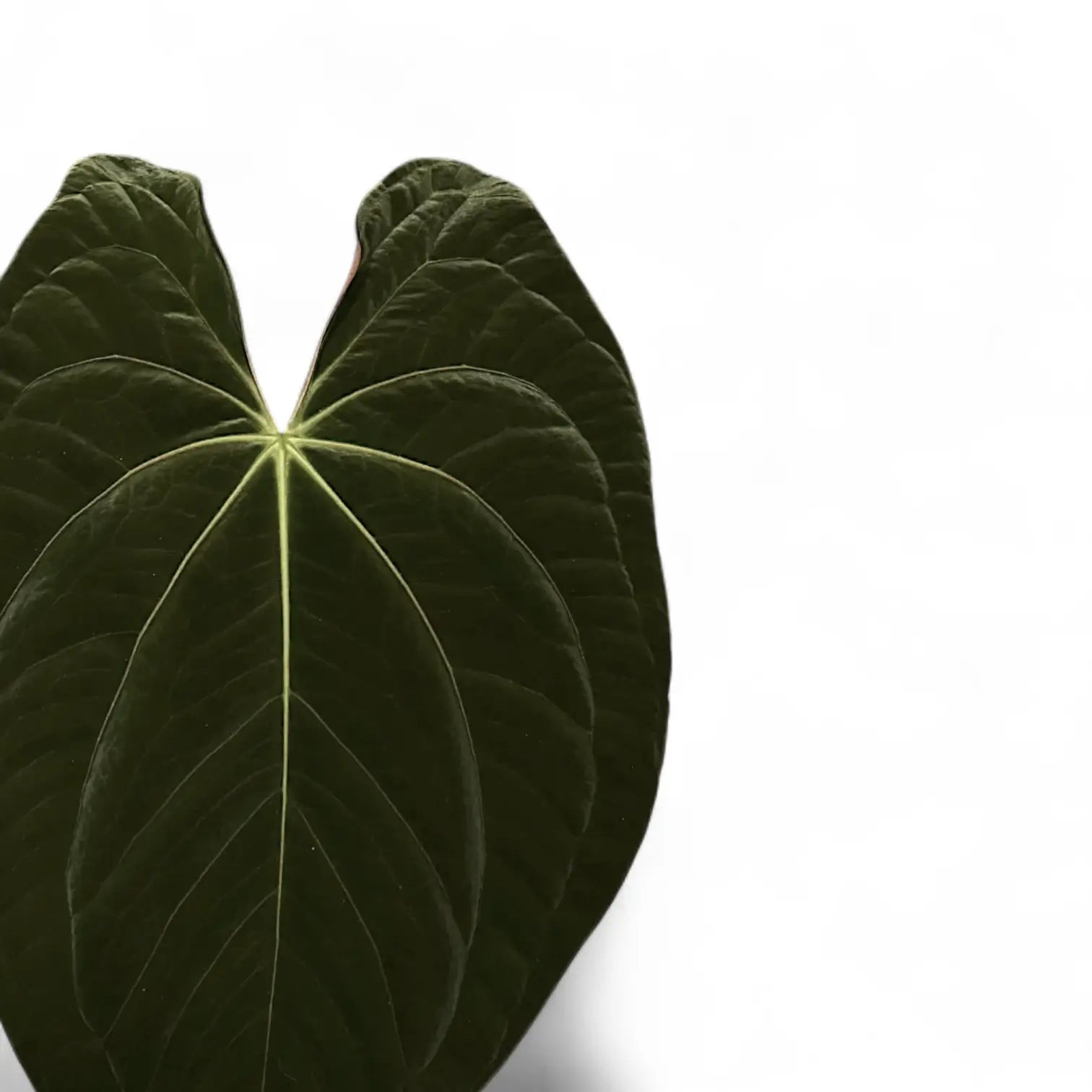 Anthurium papillilaminum × 'Dark Phoenix' close-up of leaf on white background.