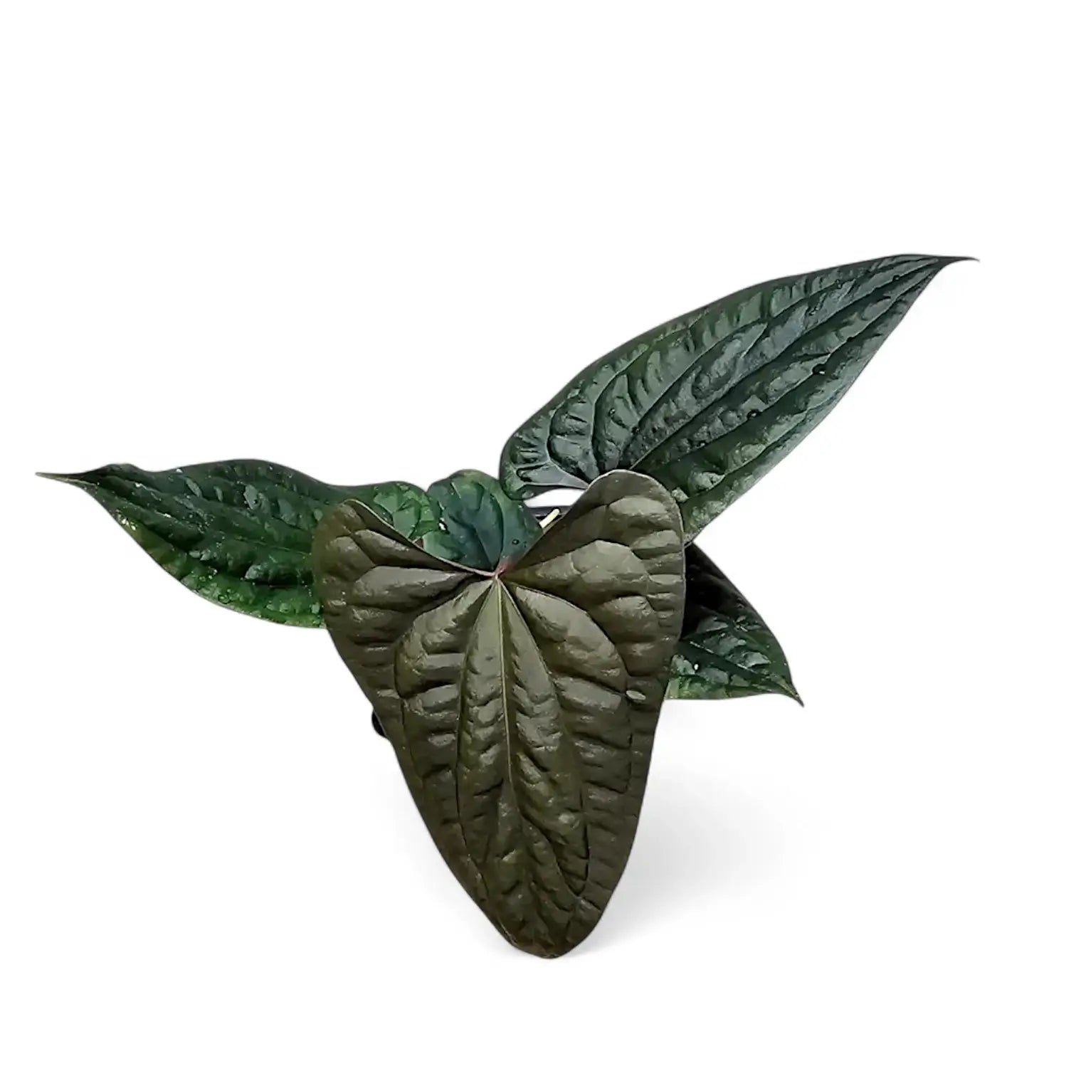 Anthurium papillilaminum x luxurians Zimmerpflanze im Anzuchttopf vor weißem Hintergrund, Produktfoto 4.